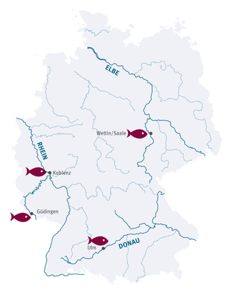 Probenahmegebiete L (>55cm)