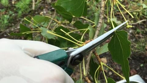 Pappel (Populus Nigra)