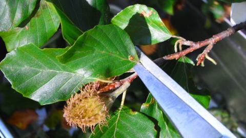 beech (Fagus Sylvatica)