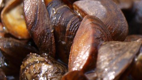 zebra mussel (Dreissena polymorpha)