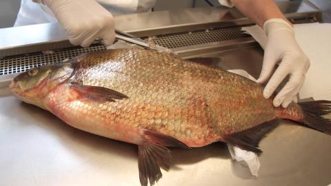 Die Brassensektion findet im mobilen Labor statt.