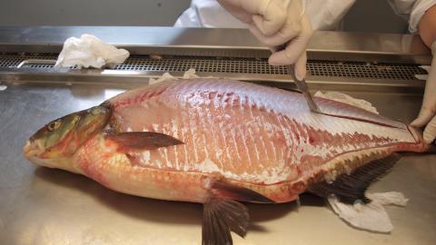 Die größten Brassen wiegen etwa 3 kg.