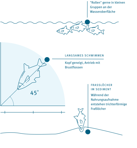 Woran erkenne ich Brassen